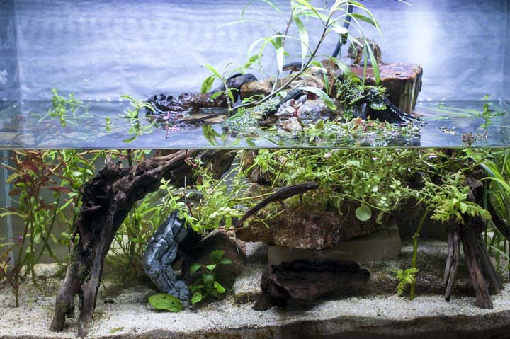 アカハライモリ 飼育 水苔