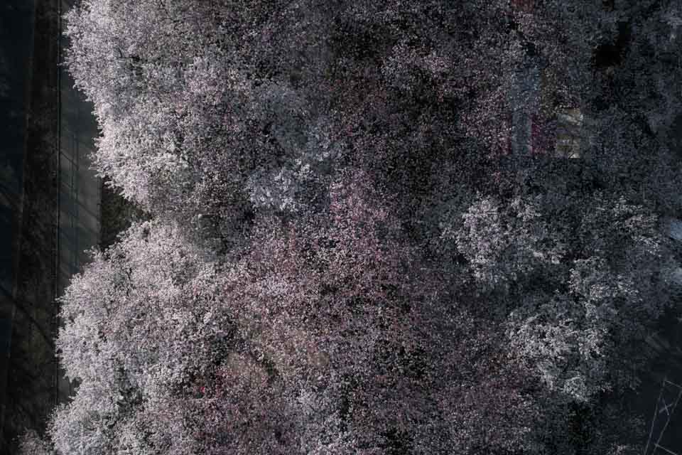権現堂堤の桜