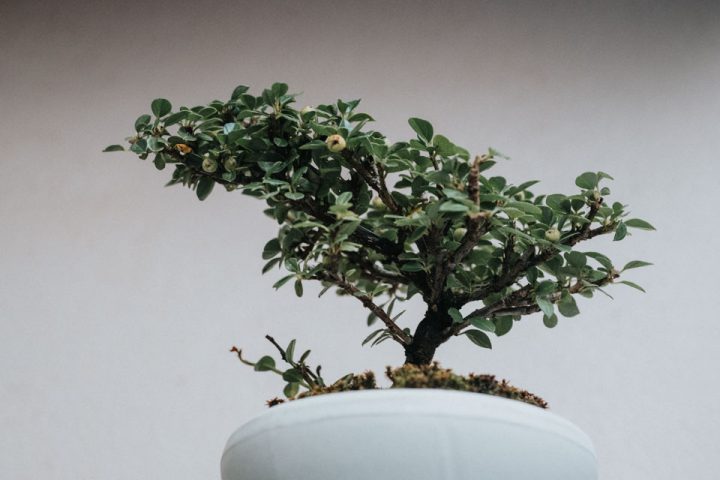 紅紫檀